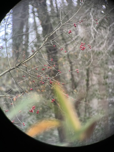 Image of Ilex amelanchier by (c) harrier, some rights reserved (CC BY)