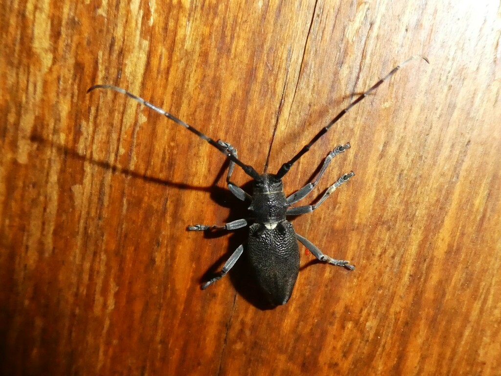 Parabrimus alboscutellatus