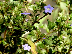 Hydrolea spinosa