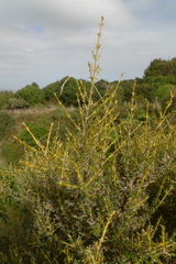 Olearia solandri