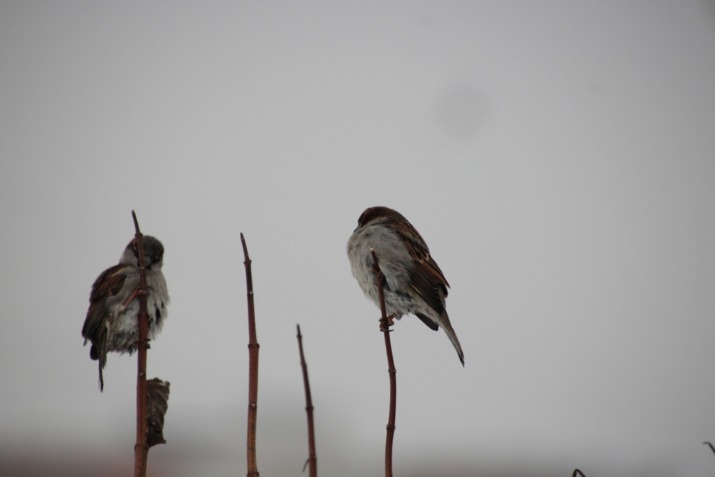 House Sparrow From   Large 