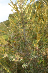 Olearia solandri