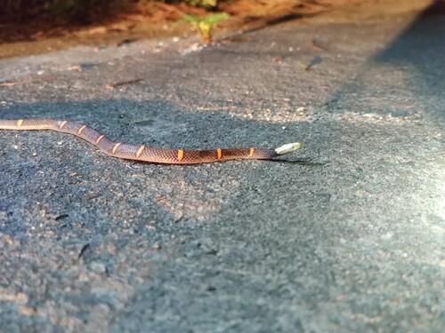 Fea's Viper
