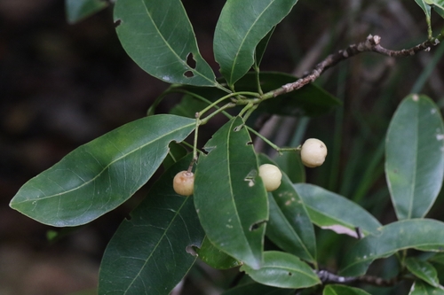 Image of Pedunculate Acronychia (Acronychia pedunculata) by no rights reserved