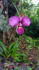 (c) Thibaud Aronson, some rights reserved (CC BY-SA) Phragmipedium kovachii, photograph (c) Thibaud Aronson, some rights reserved (CC BY-SA)