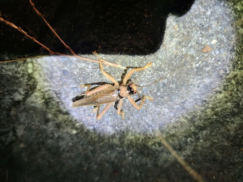 Dracogryllacris melanocrania