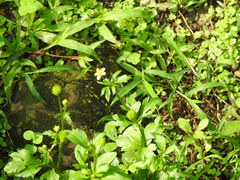 Ranunculus cantoniensis