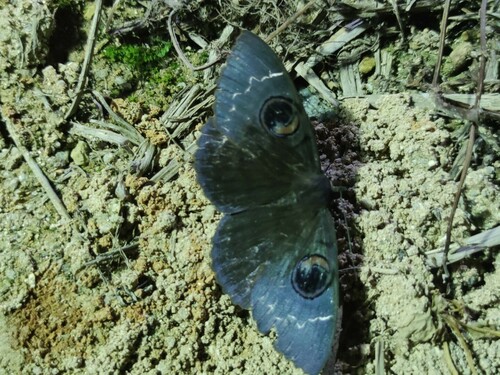 Erebus pilosa