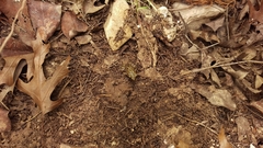 Eleutherodactylus marnockii