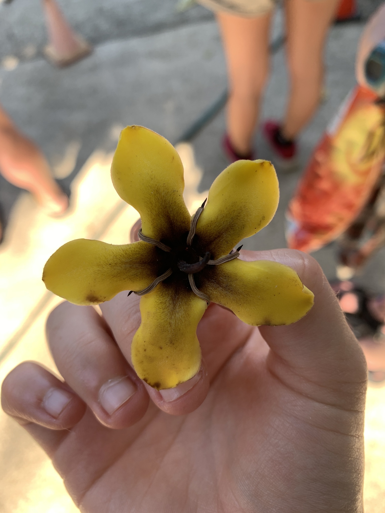 Imagem de Jenipapo
