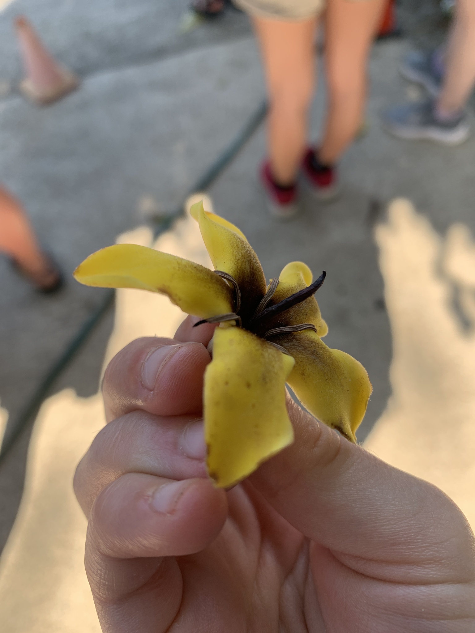 Imagem de Jenipapo