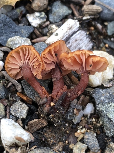 Gumtree deceiver