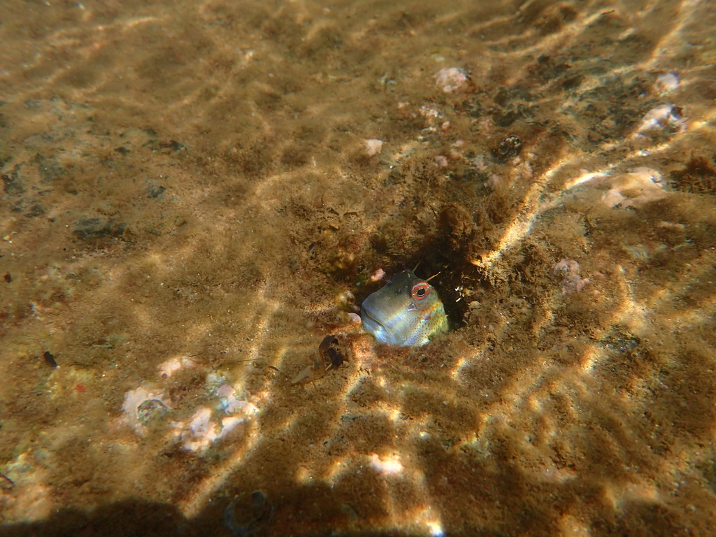 Blue-dashed rockskipper