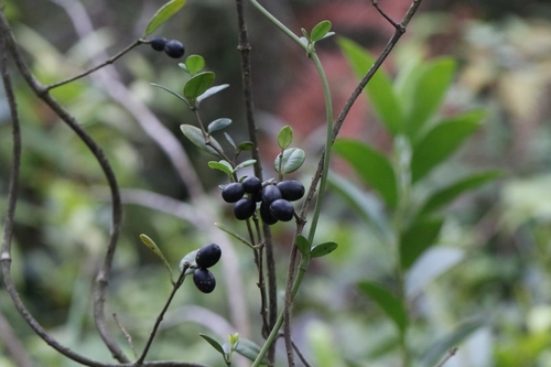 Image of Alyxia sinensis by no rights reserved
