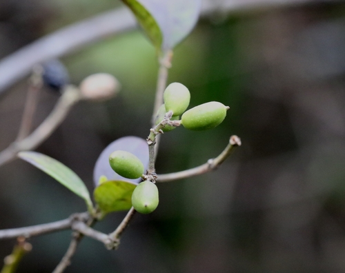 Image of Alyxia sinensis by no rights reserved