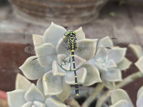 Burmagomphus sowerbyi