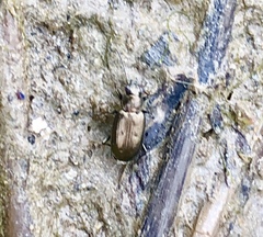 Bembidion americanum