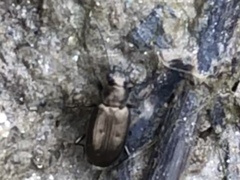 Bembidion americanum