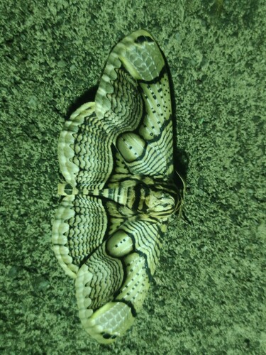 Hearsey's Owl Moth