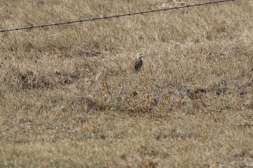 Western Meadowlark