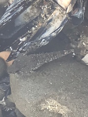 Oligocottus maculosus