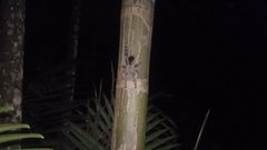 Avicularia juruensis