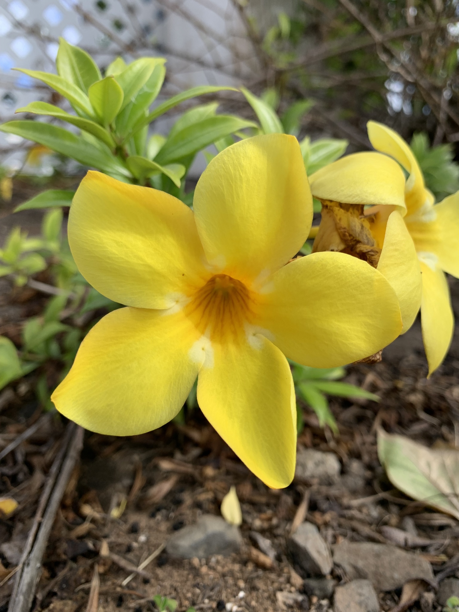 Imagem de Alamanda