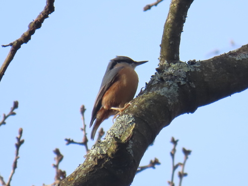 Trepador azul (Sitta europaea)