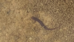 Eurycea troglodytes