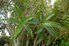 Melicytus lanceolatus