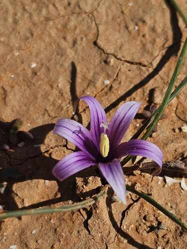 Romulea apollinis