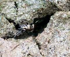 Bembidion americanum