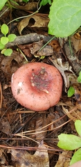 Russula silvicola