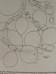 Trechispora hymenocystis