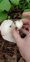 Russula silvicola