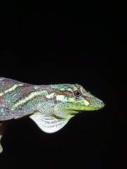 Good Anole photo 4