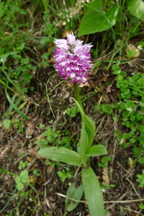 Orchis simia