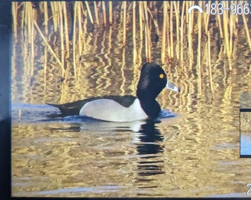 Ring-necked Duck, FH25+XW, 2051 EC IJmuiden, Netherlands, photo 10 of 10