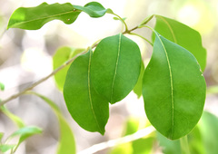 Chionanthus caymanensis