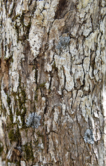 Chionanthus caymanensis