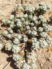 Diaperia verna verna