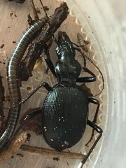 Scaphinotus angulatus