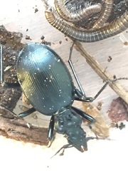 Scaphinotus angulatus