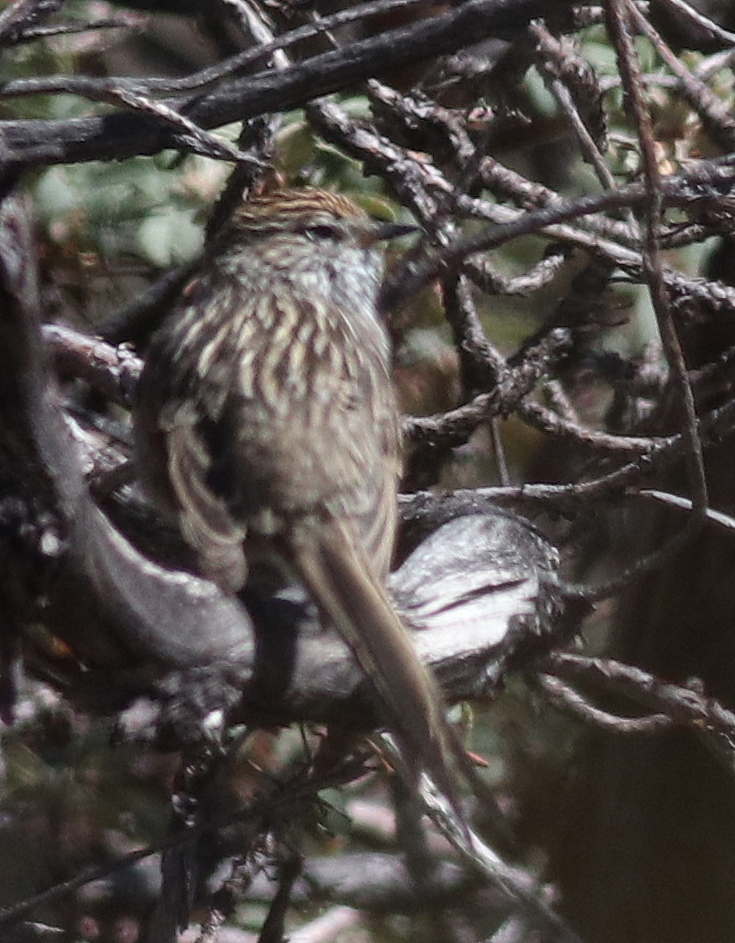Streak-backed Tit-Spinetail (Leptasthenura striata), photo 10
