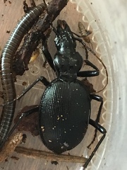 Scaphinotus angulatus