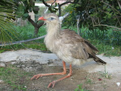 Red-Legged Seriema photo 5