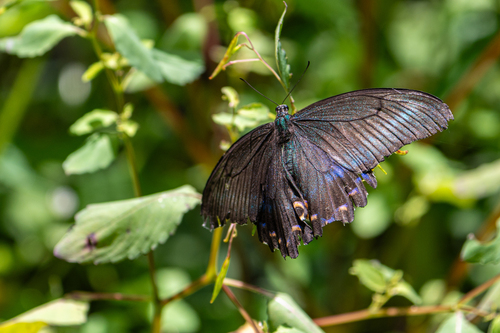 Alpine Black Swallowtail