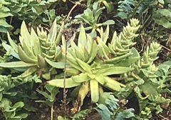 Dudleya caespitosa