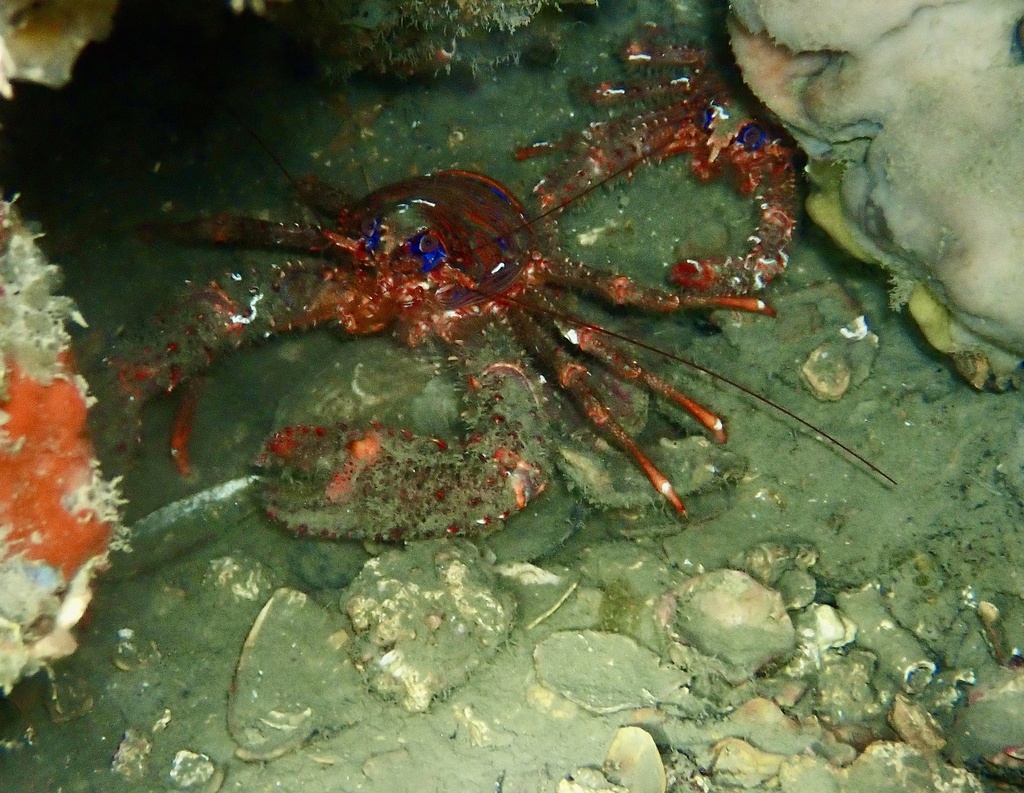 Spiny Squat lobster from Mer Méditerranée, Agde, FR on January 28, 2024 ...