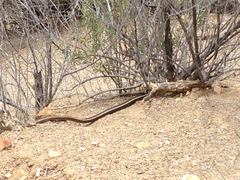 Masticophis lateralis